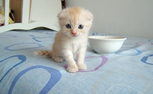 最萌的5种小奶猫,折耳猫上榜,最后一个打架都不忘卖萌