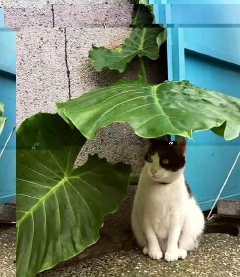 猫咪一起躲雨的样子有点像龙猫在等巴士啊!