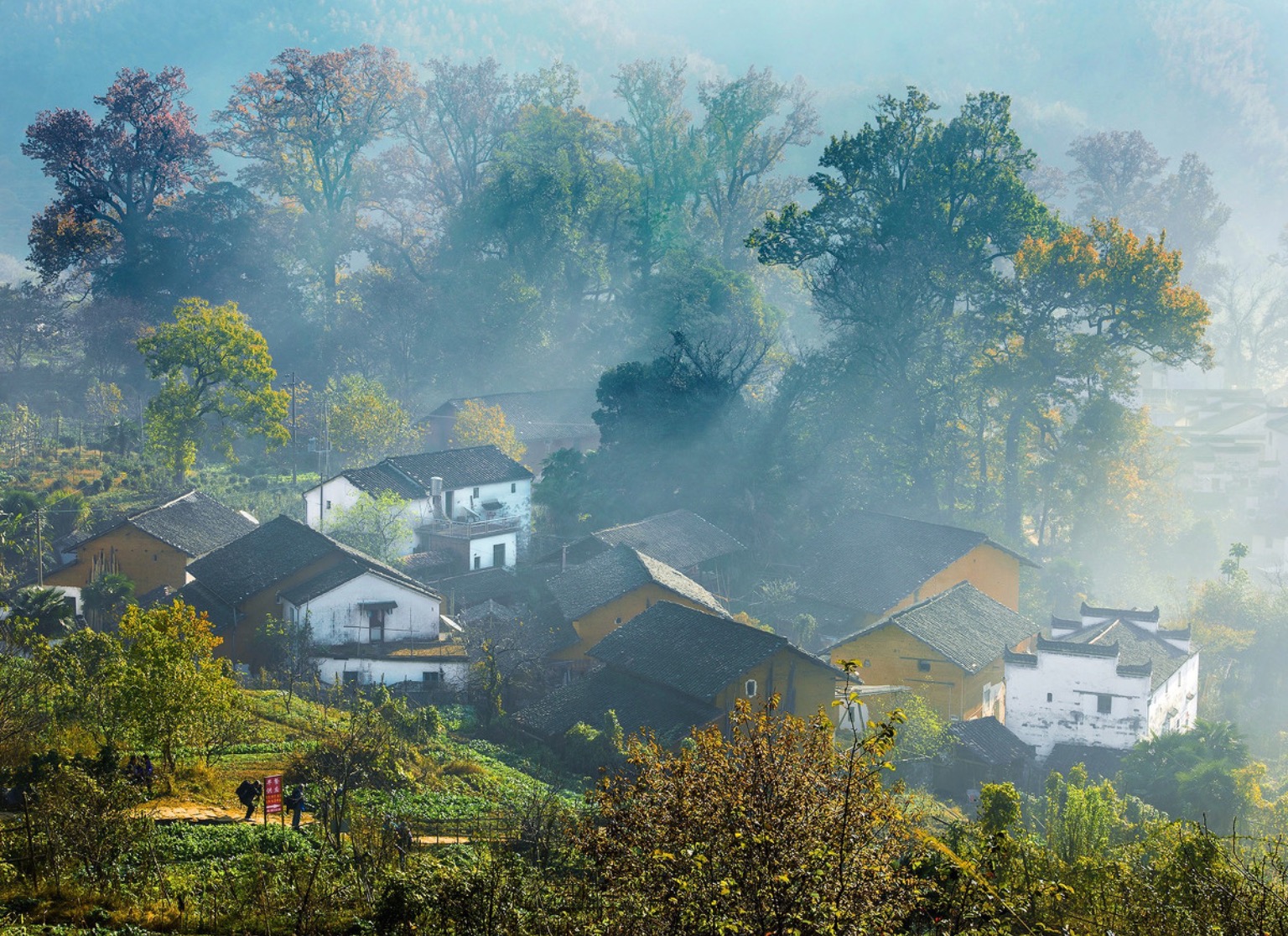 人烟寒橘柚,秋色老梧桐.