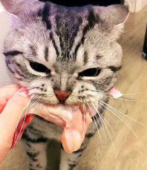 小奶猫偷生鸡腿,表情倔强咬住不松口,凭本事偷的绝不放开!