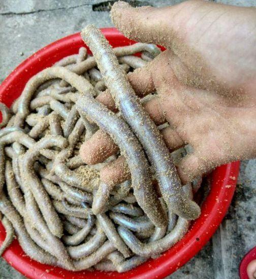 这就是婆婆从老家带来的恶心的虫子,实在是太恶心了,长长的不停地蠕动