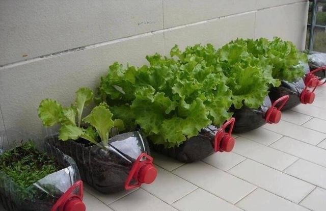 一个空油壶剪开就是花盆几十盆绿植好漂亮花草旺旺的