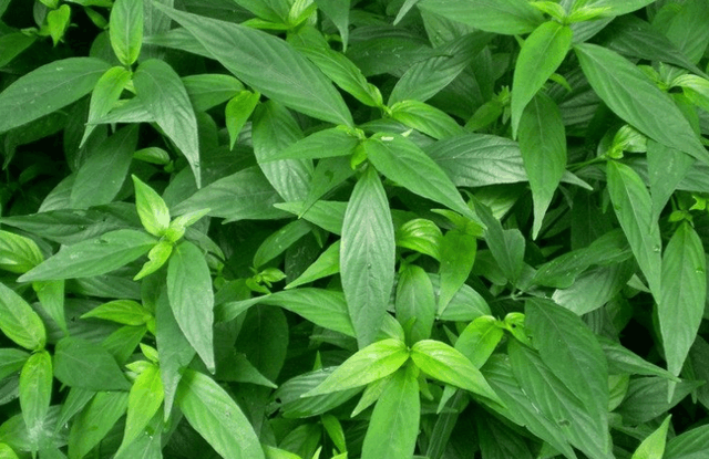 用于感冒,咽喉肿痛,白喉,小儿消化不良,小儿高热,痈疖肿毒,毒蛇咬伤.