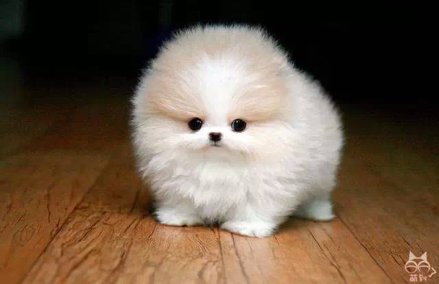 那些又萌又可爱的小狗狗