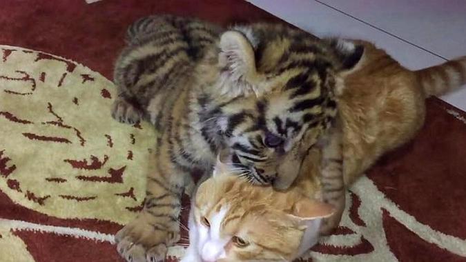 小老虎把猫咪当成同类扑上去又亲又咬猫咪的反应亮了