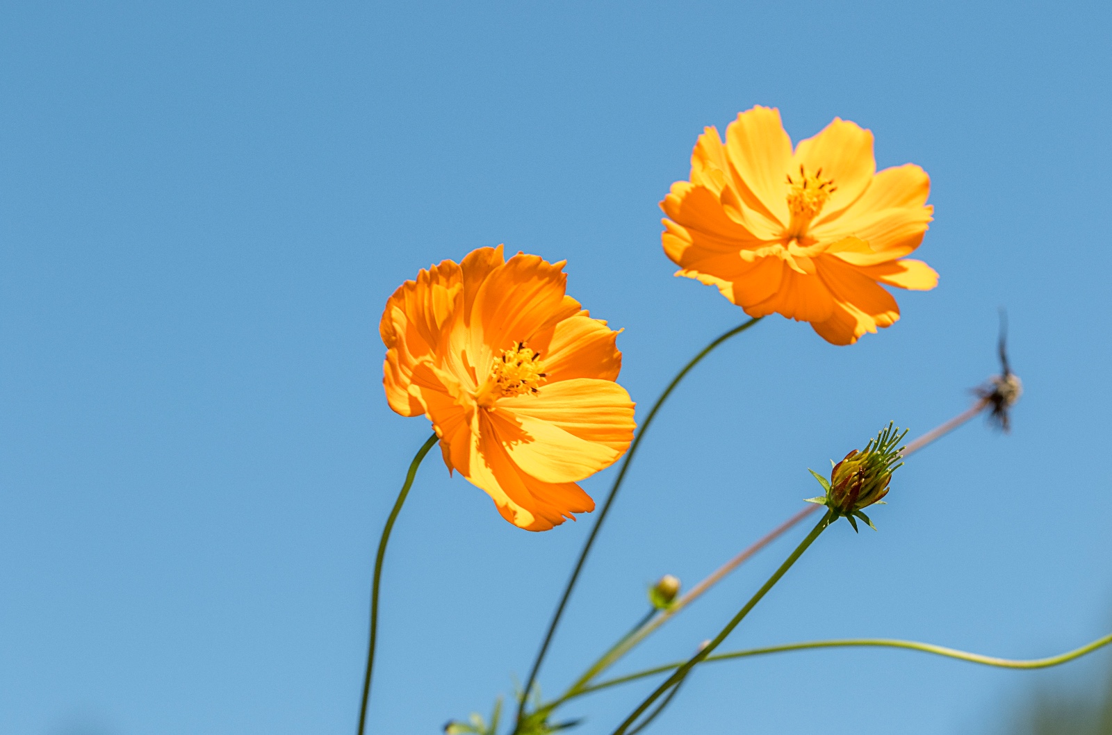 蓝天下花的姿态