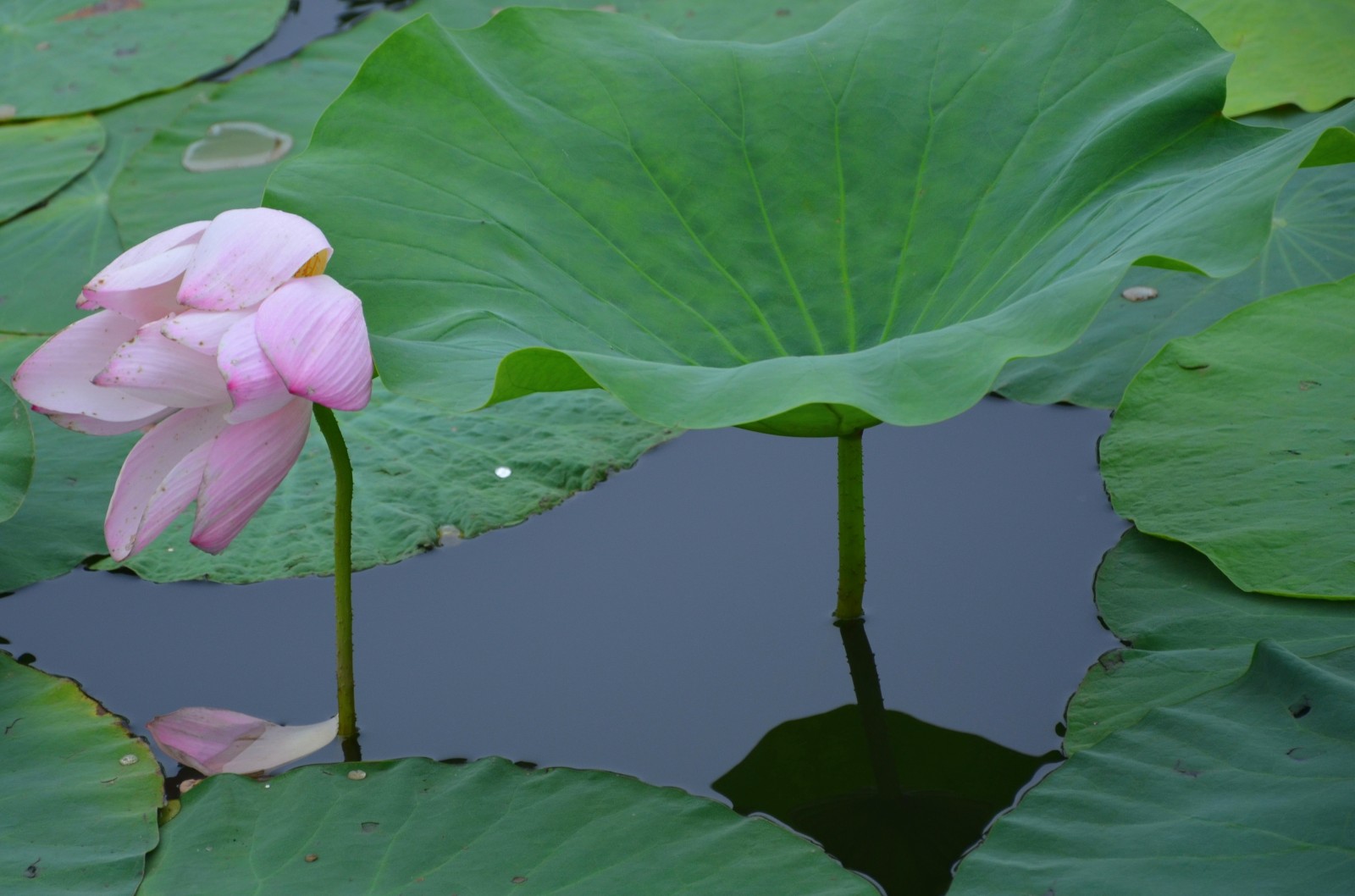 心似莲花开,禅意自会来_新浪看点