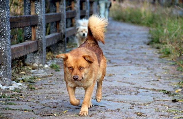韩国新规定,吃狗肉违法,爱吃狗肉的你会放弃吗?