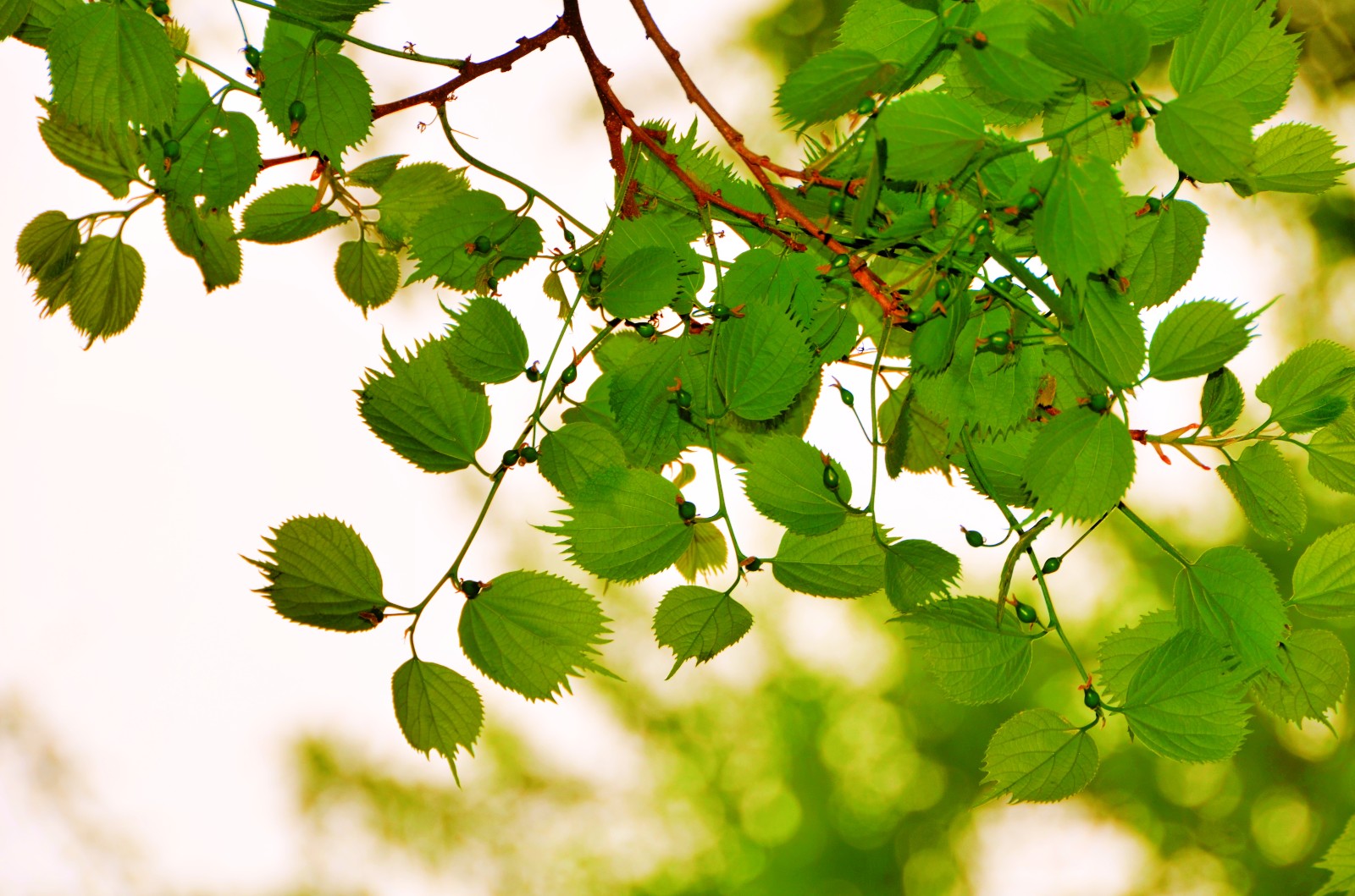 没见过这么特别的树叶子边缘有锯齿还结果拍于沈阳世博园