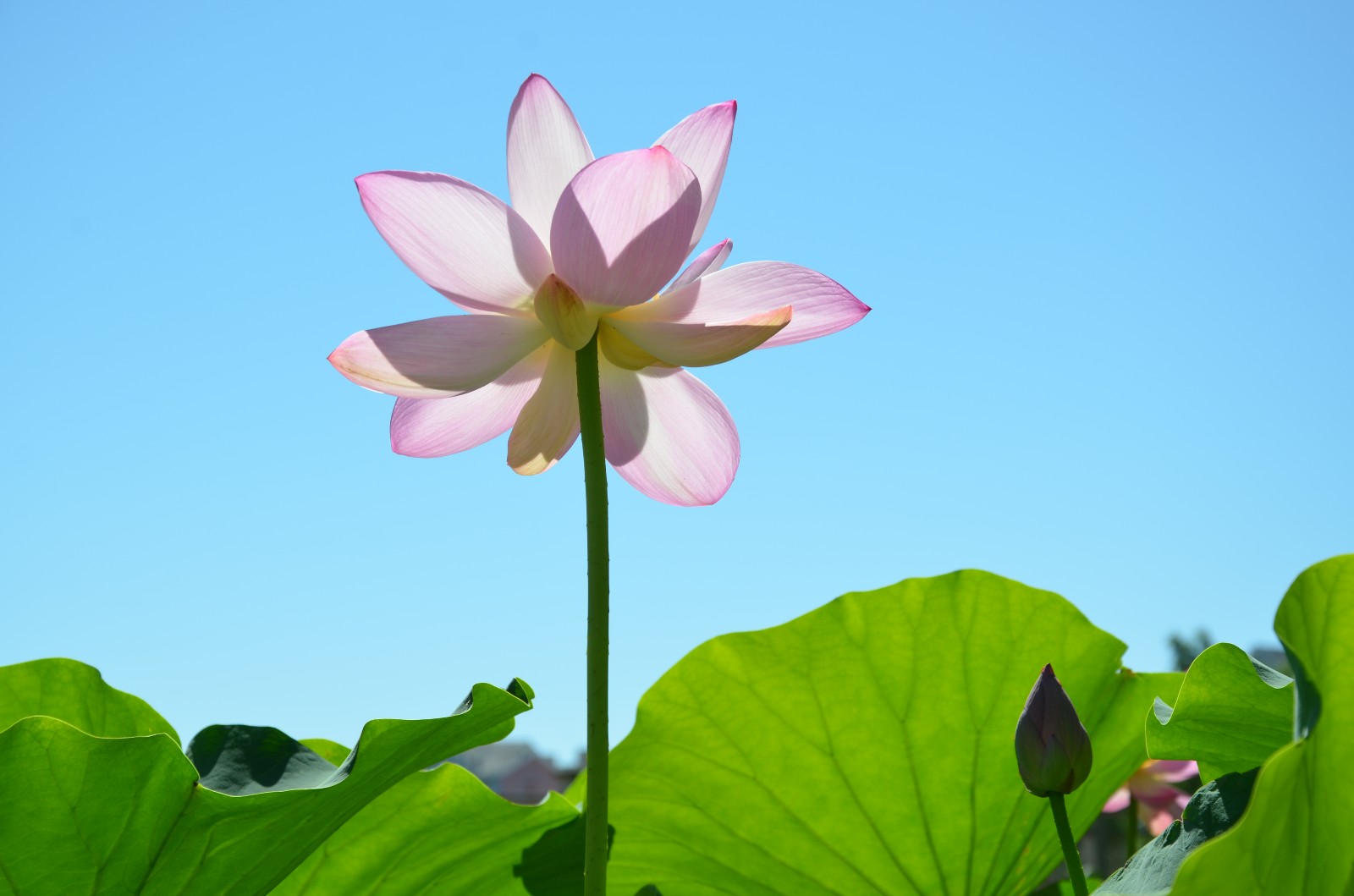 做一朵莲花静静地开在水中央静静地看这烟火人间