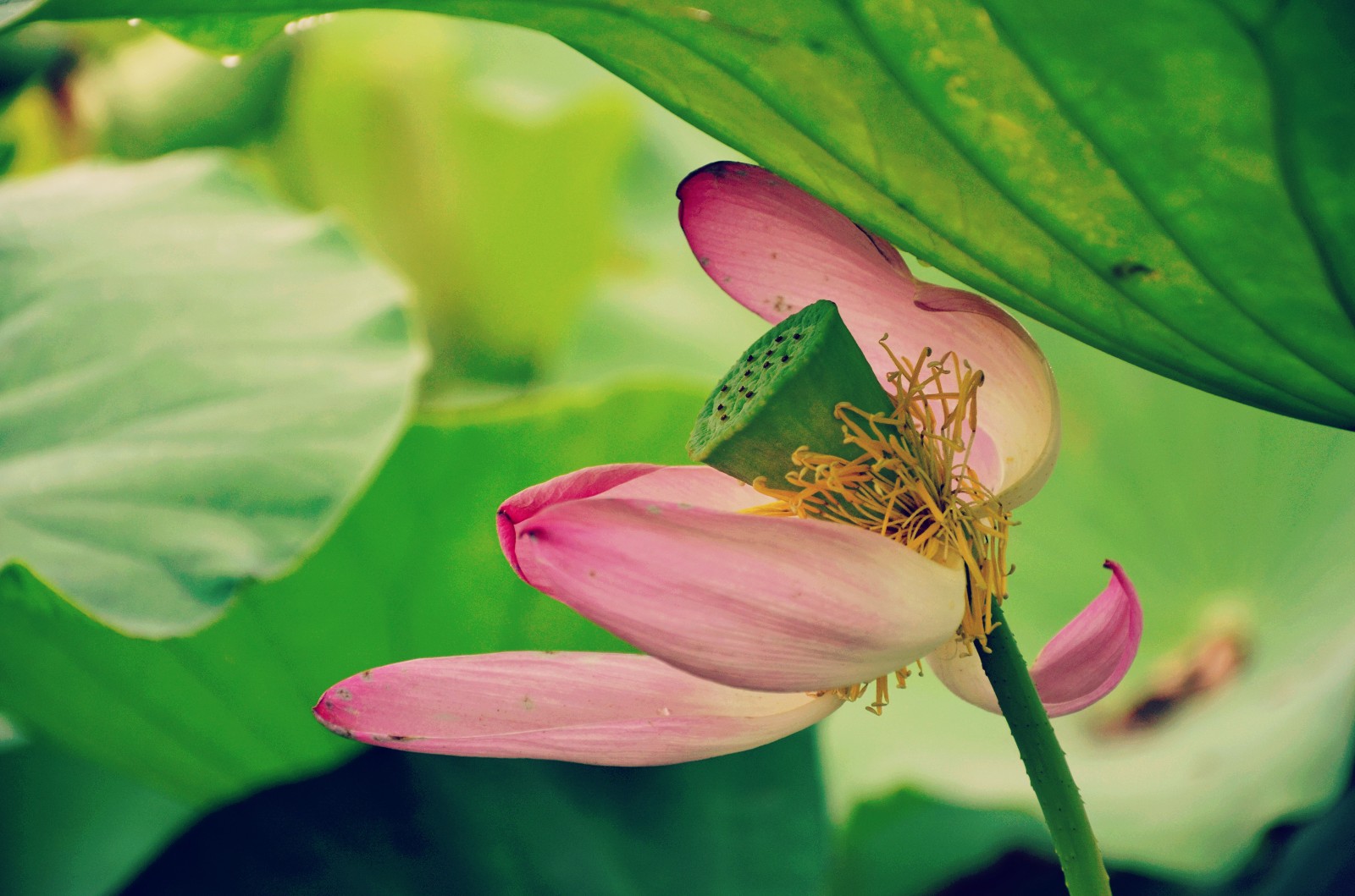 心似莲花开,禅意自会来_新浪看点