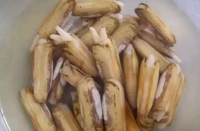 一图区分花蛤,蛏子,蚶子,蛤蜊,海瓜子……与贝壳