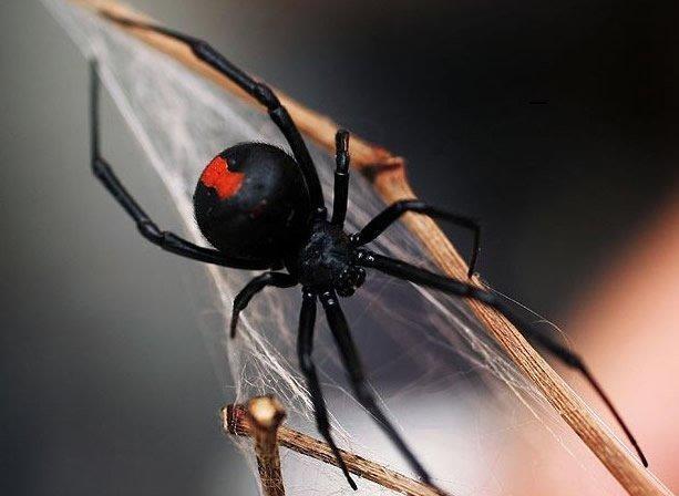 英国10大最恐怖的动物它们大都并非英国本土动物