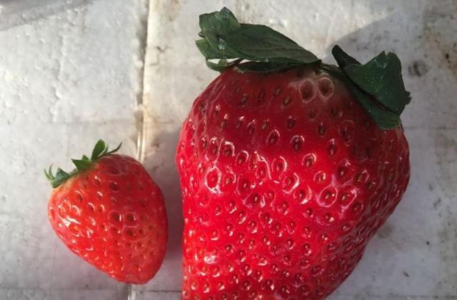 那家水果店里的巨大的草莓比一般的草莓足足重约3至4倍以上