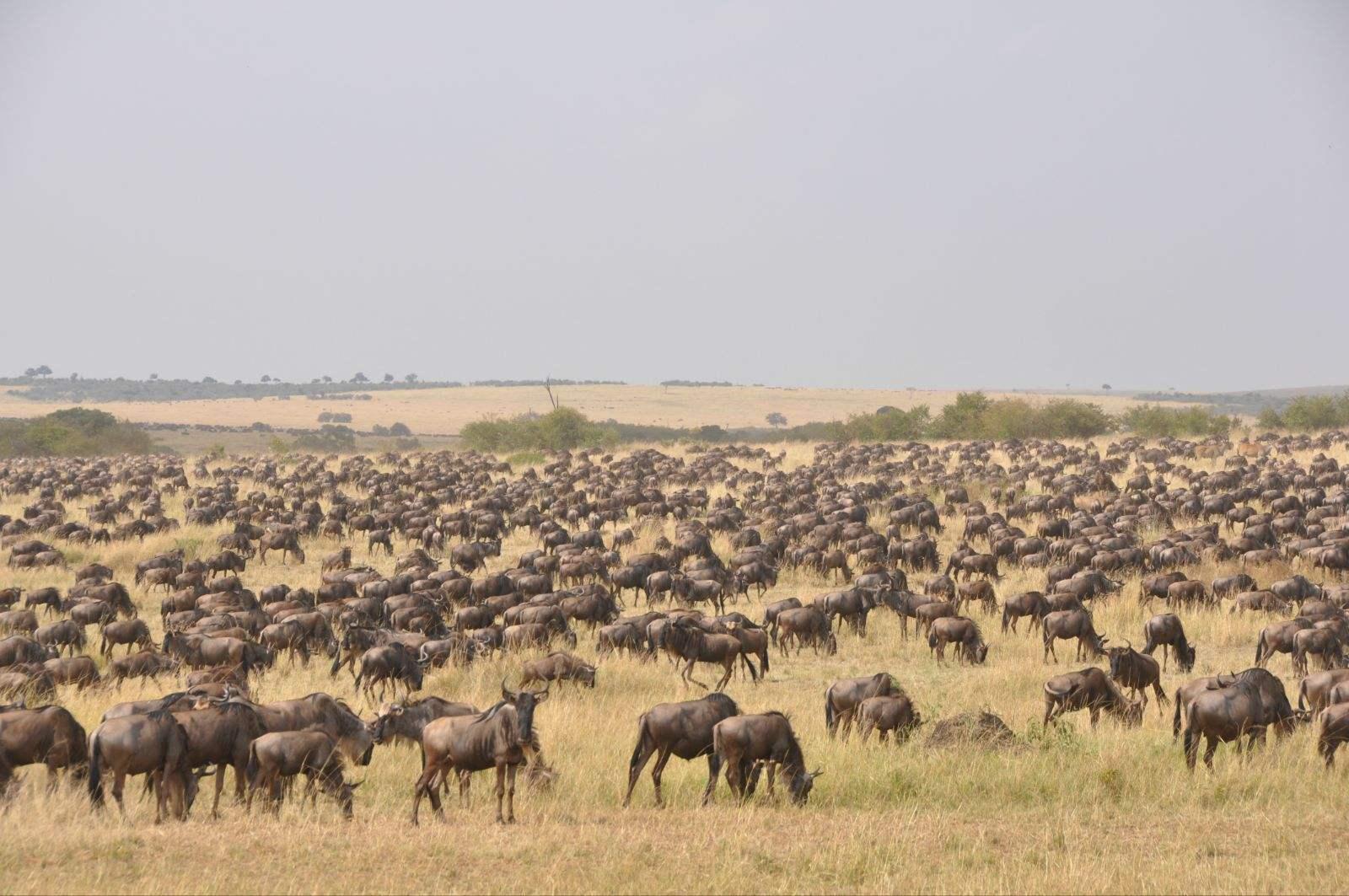 神秘原始的非洲大草原国家肯尼亚,去这里游玩应该注意什么