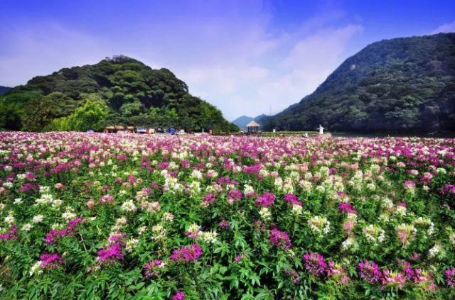 广州从化旅游10大景点推荐,赶紧藏好!|从化|玫瑰|仙蜜果_新浪新闻