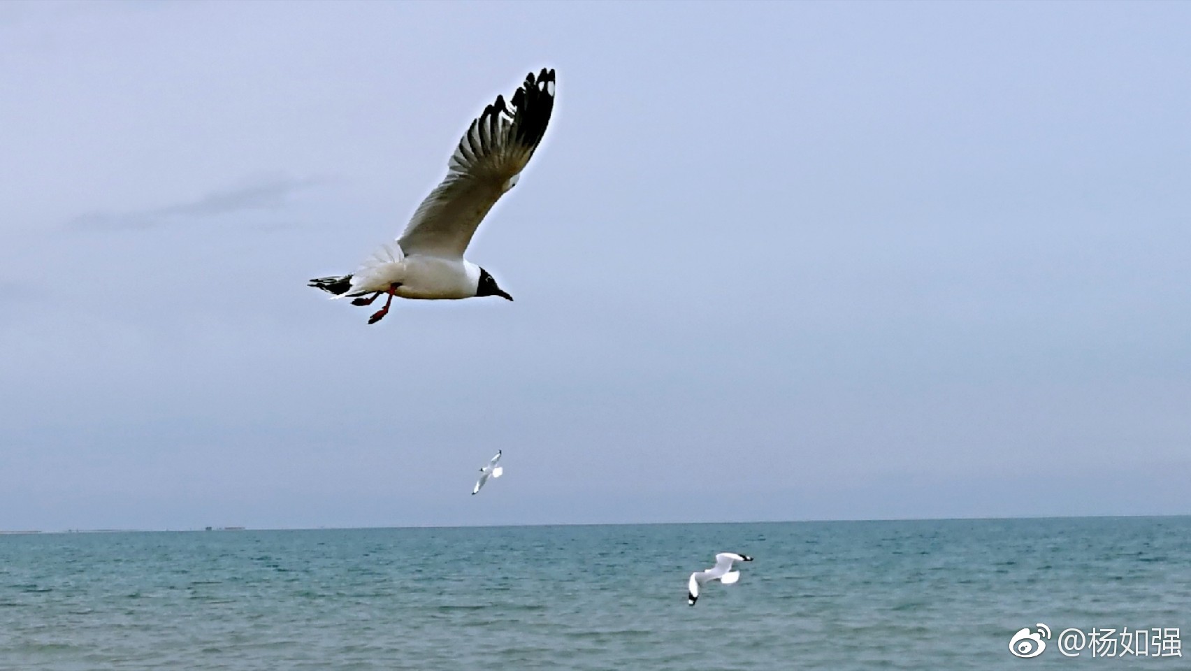 那好,湖泊中的就叫"湖鸥"也行吧! 67小时候就知道,大海中有海鸥.