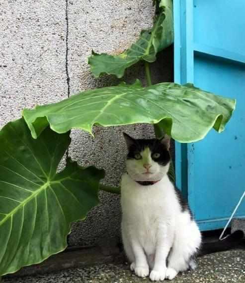 猫咪一起躲雨的样子有点像龙猫在等巴士啊!