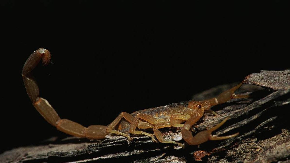 蝎子会不会爬床上咬人 被蝎子蛰了多久后算没事了