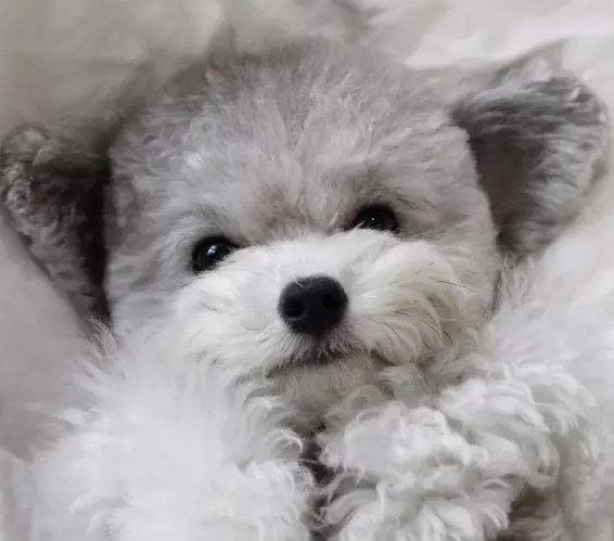 超可爱的灰色小贵宾,这真的不是毛绒玩具嘛?