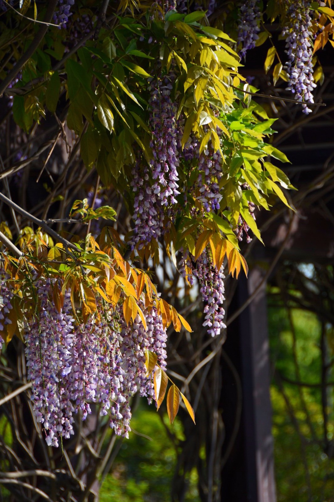 紫藤挂云木,花蔓宜阳春,密叶隐歌鸟,香风留美人(二)/18图