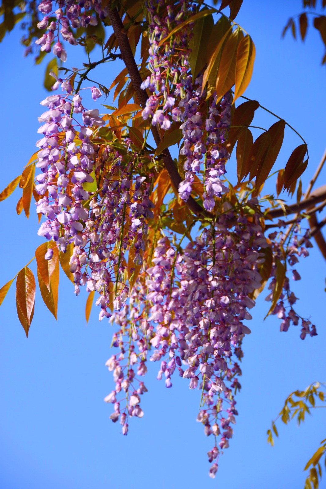 紫藤挂云木,花蔓宜阳春,密叶隐歌鸟,香风留美人(二)/18图