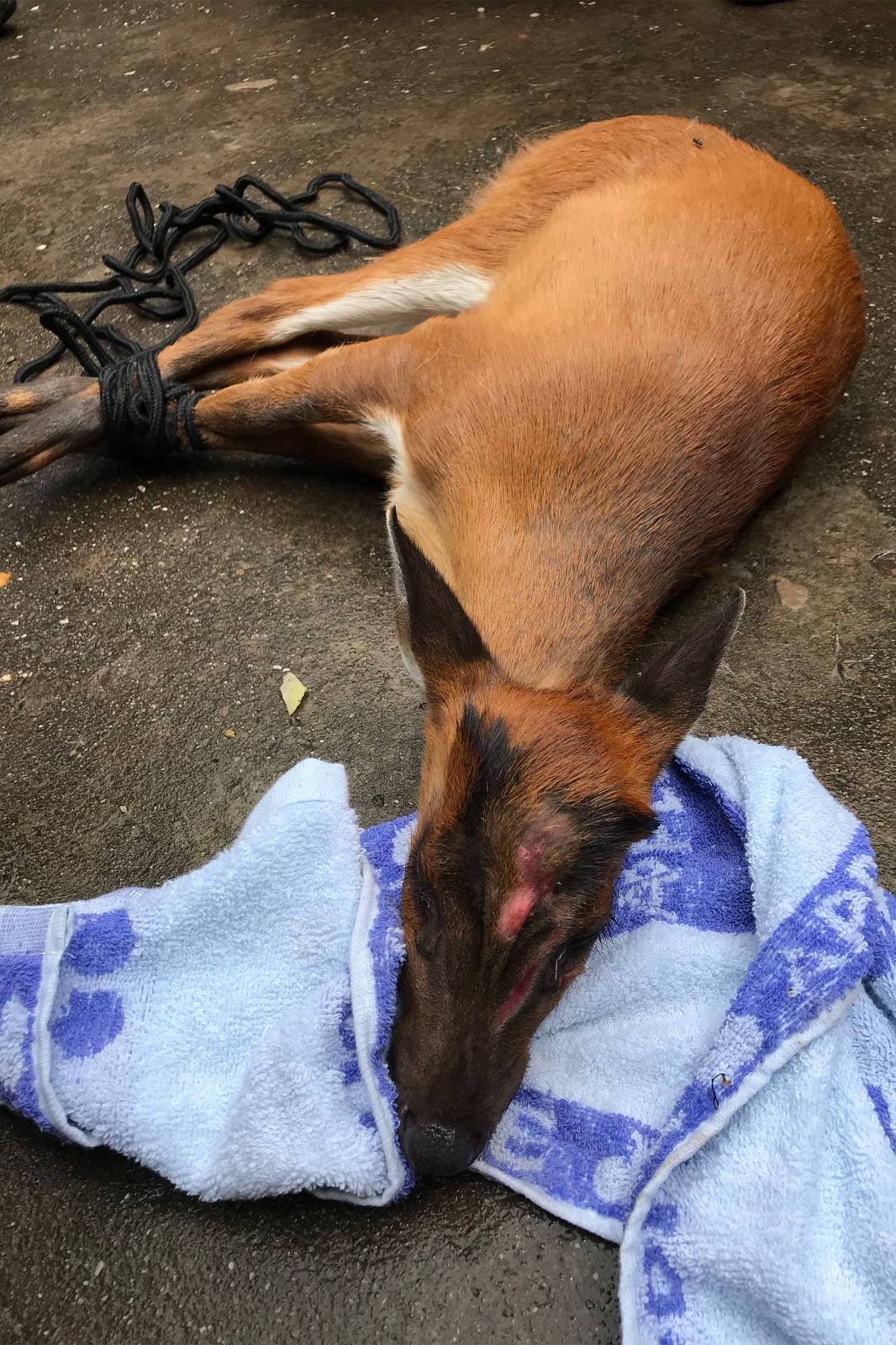 麂子竟然私闯民宅 所幸村民报警获得救助