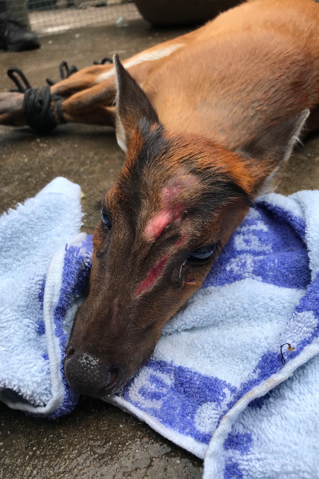 麂子竟然私闯民宅 所幸村民报警获得救助