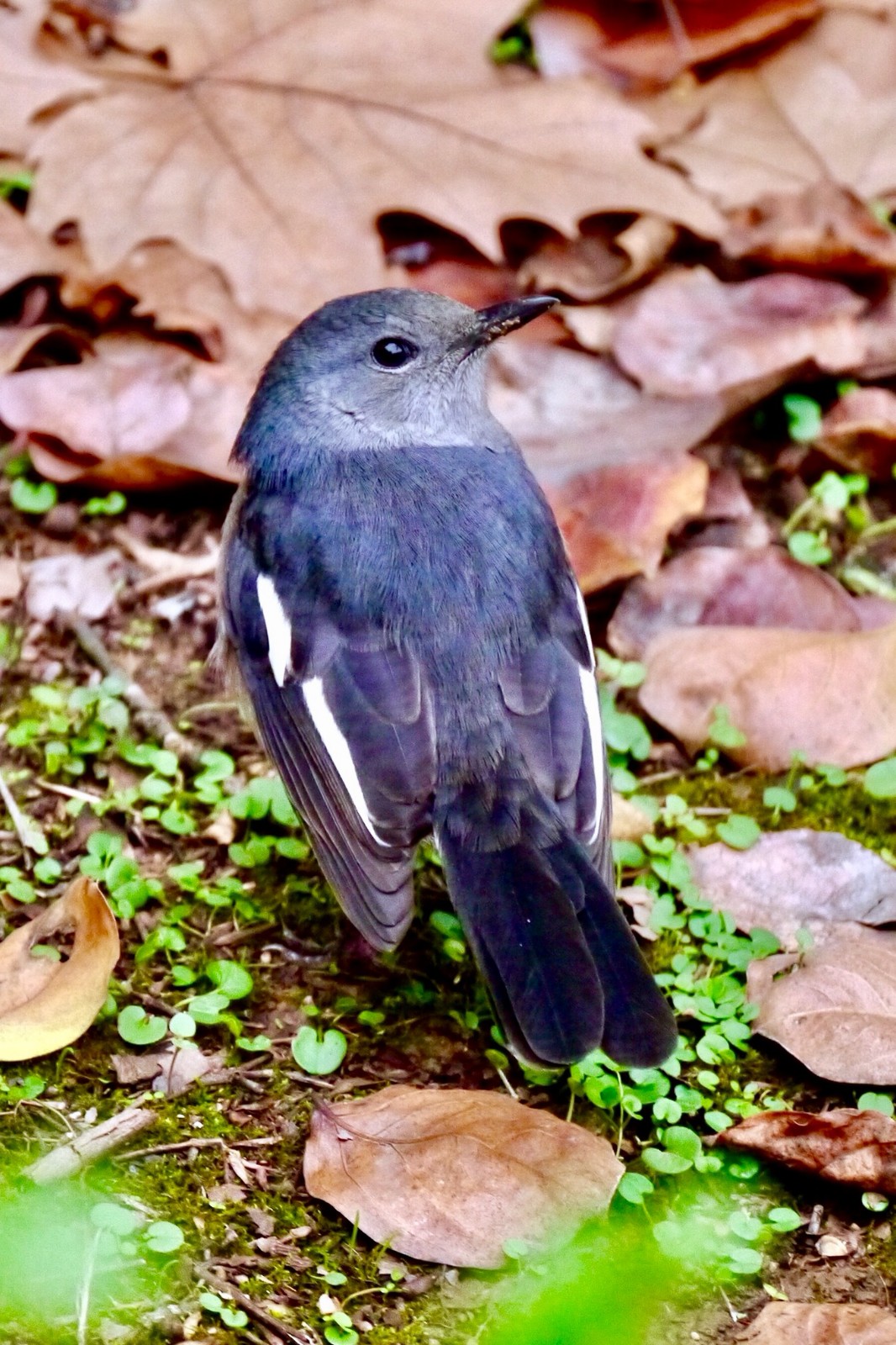 小鸟,小鸟 啾啾