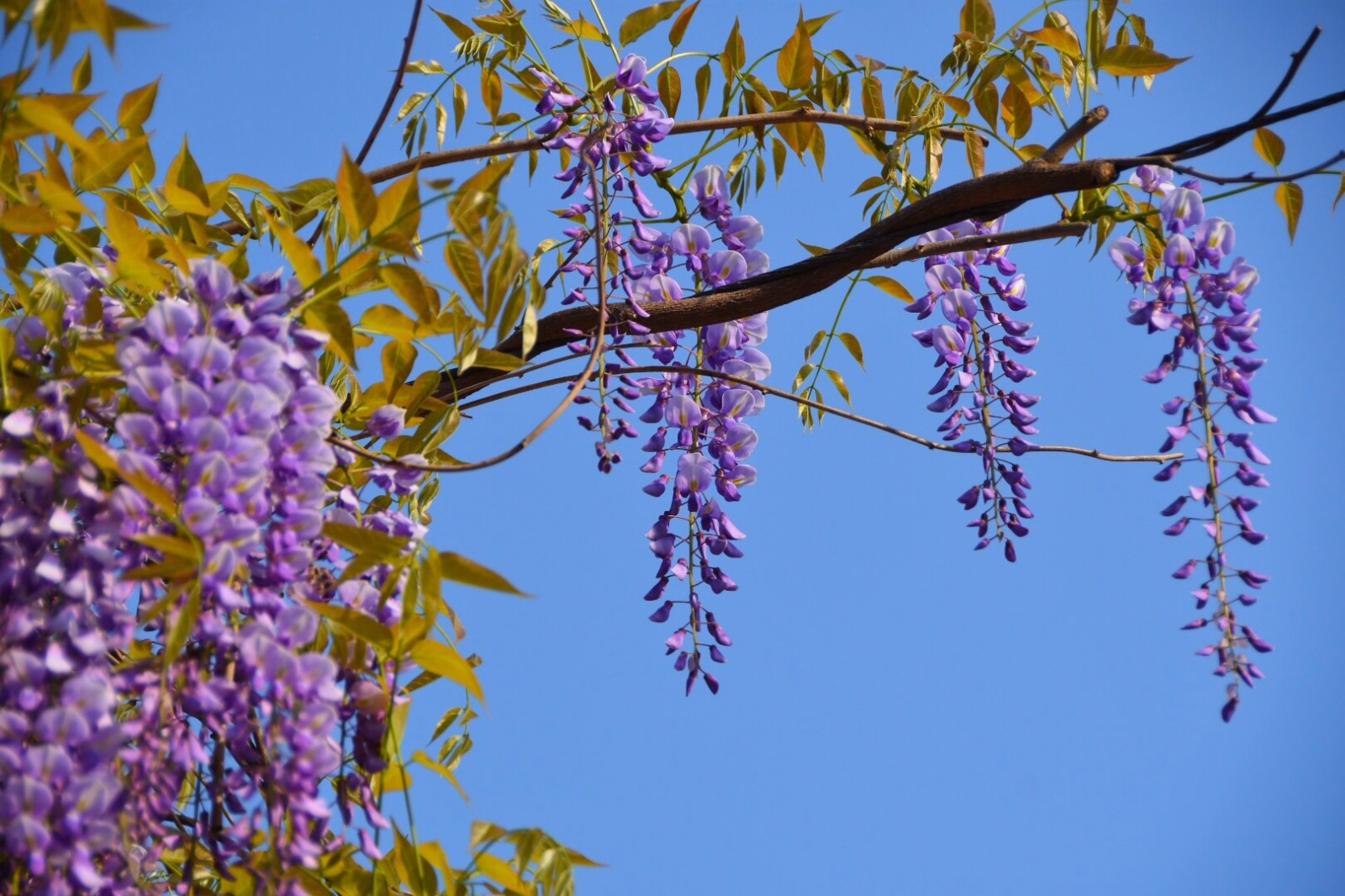 紫藤挂云木,花蔓宜阳春,密叶隐歌鸟,香风留美人(二)/18图