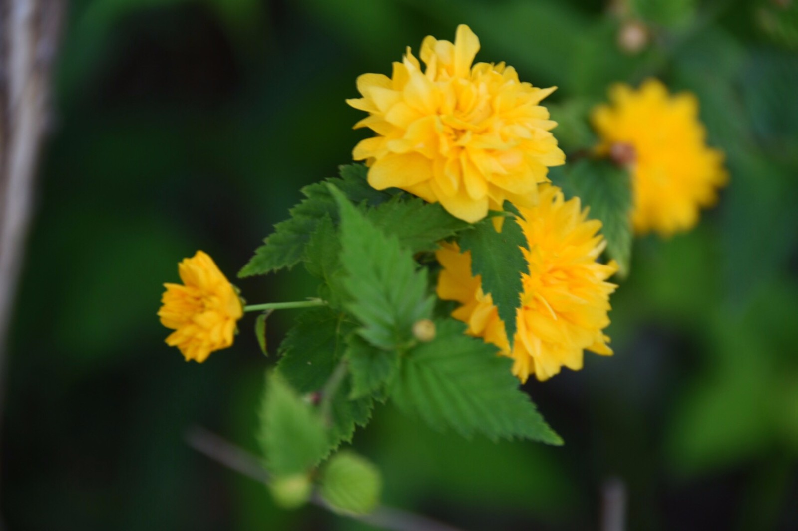 【重瓣棣棠花】绿地缕金罗结带,为谁开放可怜春?(宋.范成大)_新浪看点