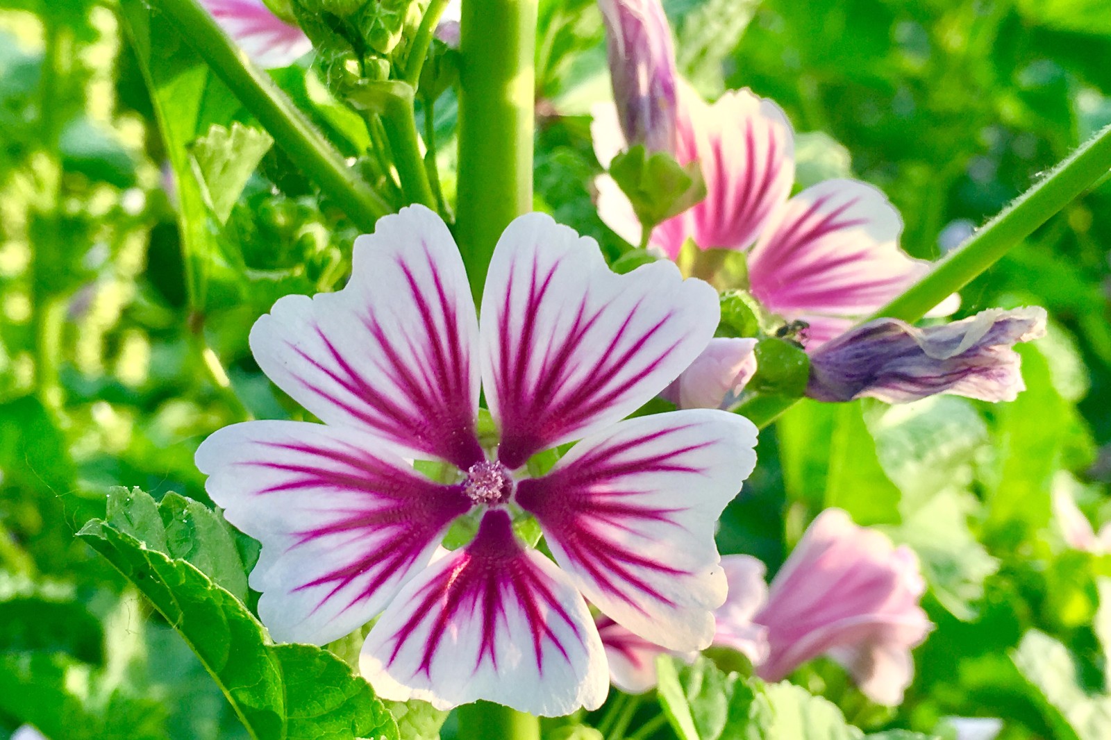 漂亮的锦葵别名小钱花