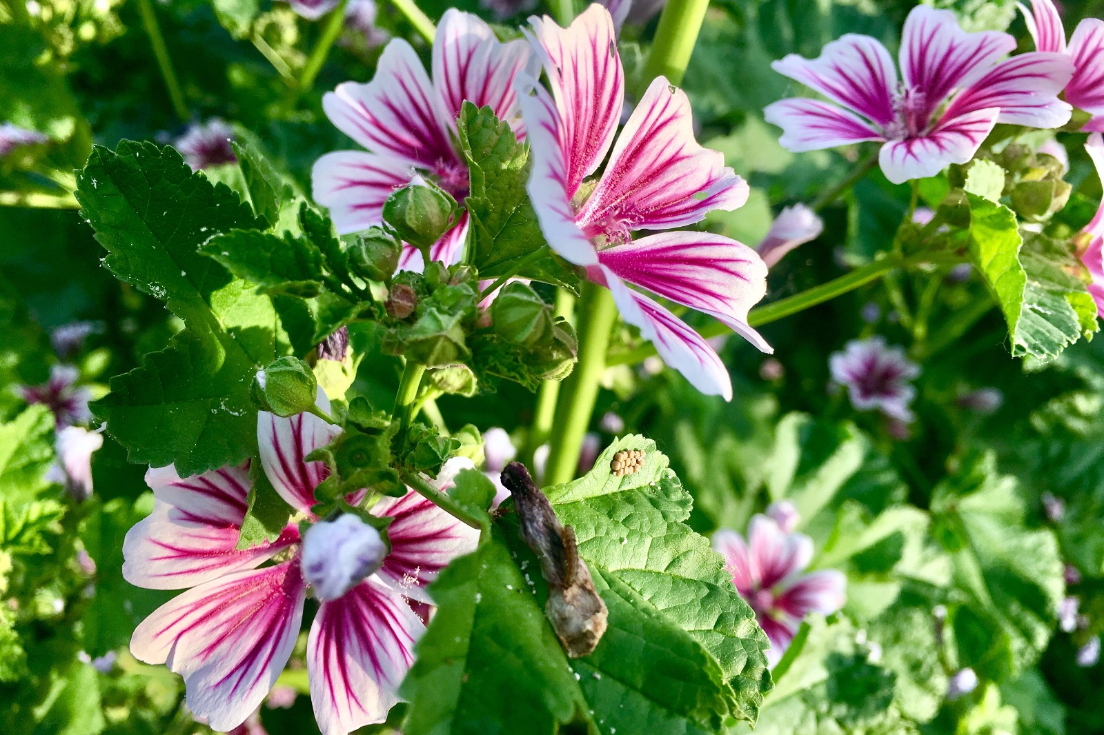 漂亮的锦葵别名小钱花