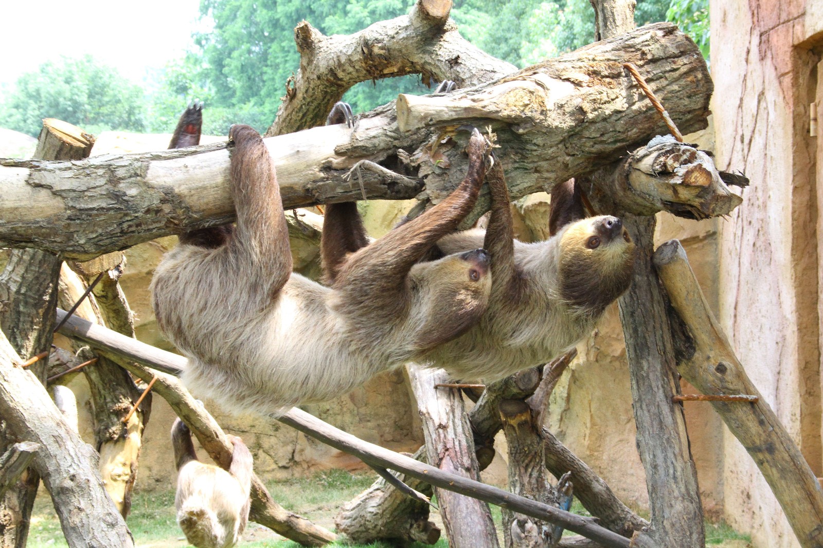 动物明星树懒"闪电"首次亮相杭州 入乡随俗还吃上了"粽子"