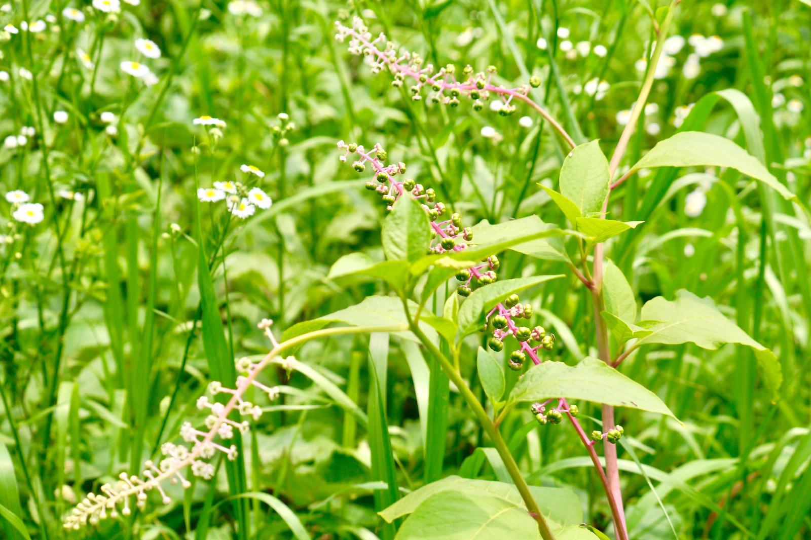 垂序商陆(别名洋商陆,美洲商陆,十蕊商陆),成熟果实为乌黑色