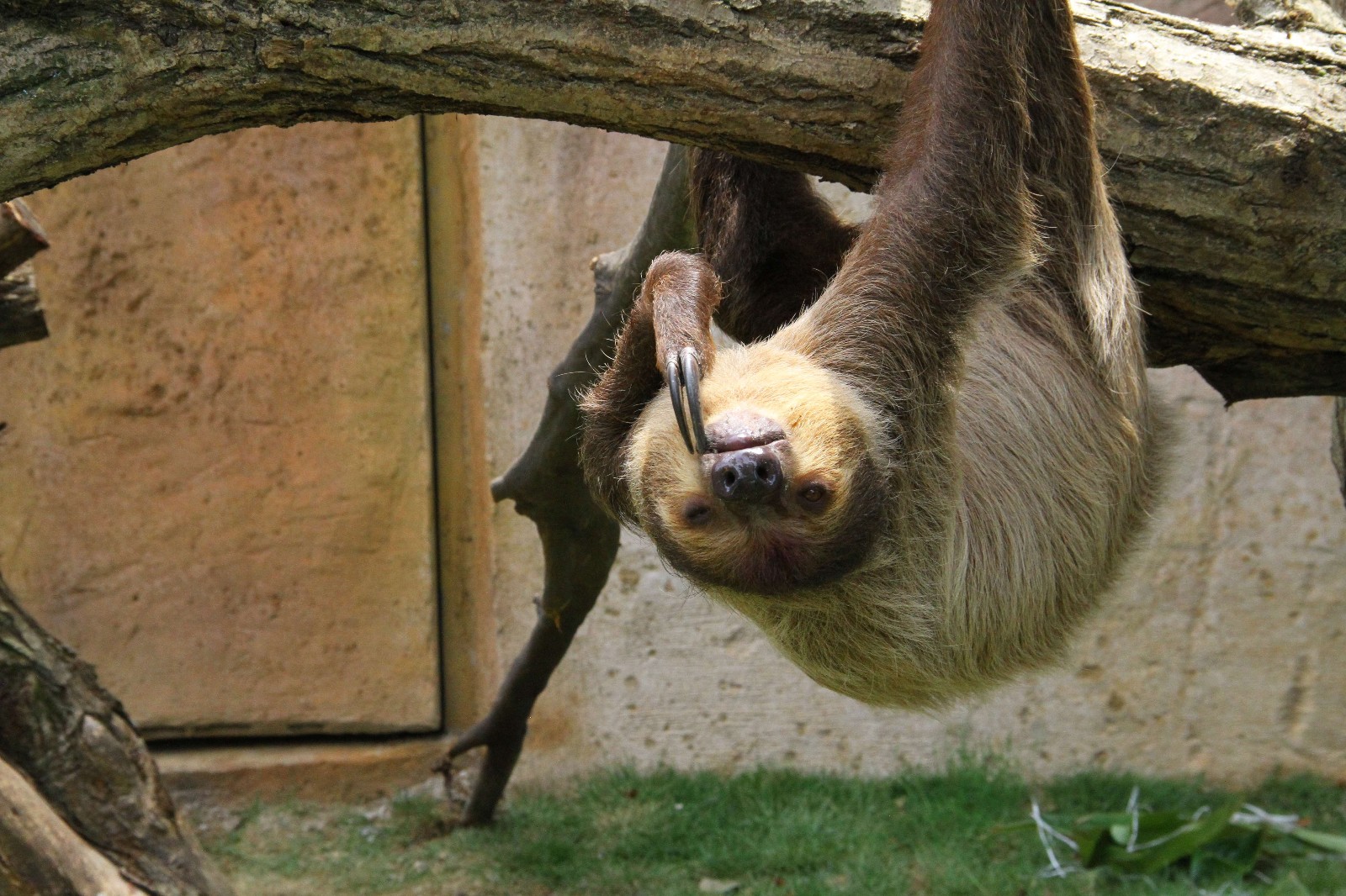 动物明星树懒"闪电"首次亮相杭州 入乡随俗还吃上了"粽子"