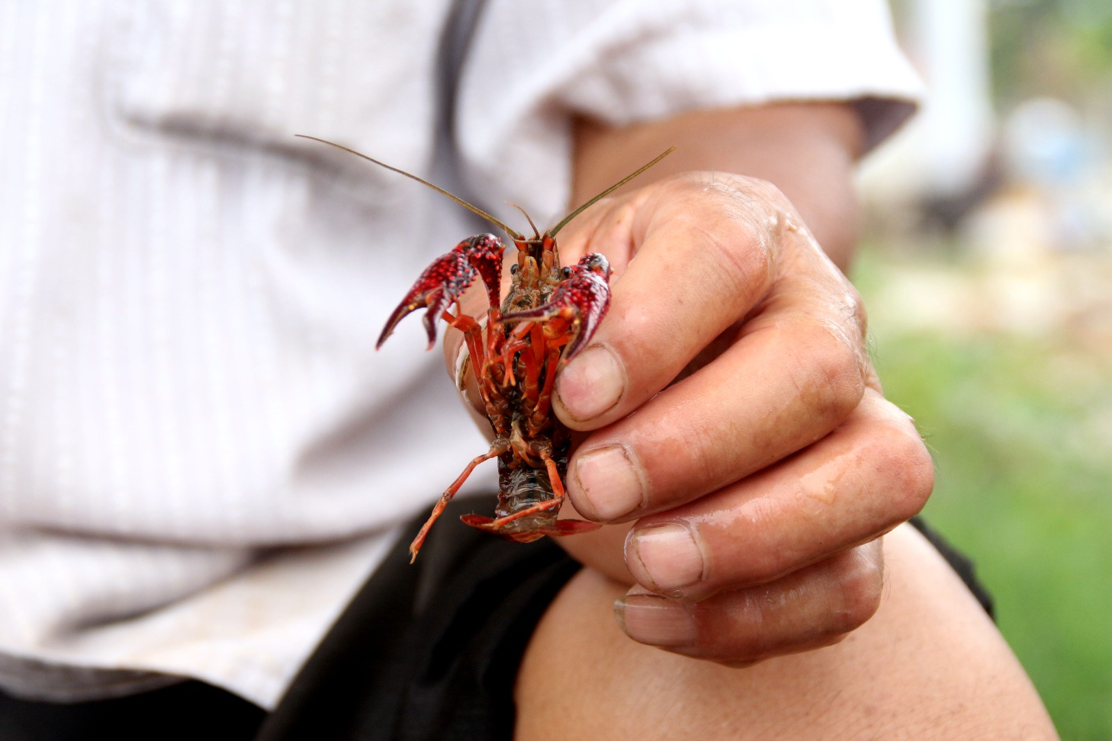 农村大爷湖里捉小龙虾,拉到集市上去卖,一斤只要12元