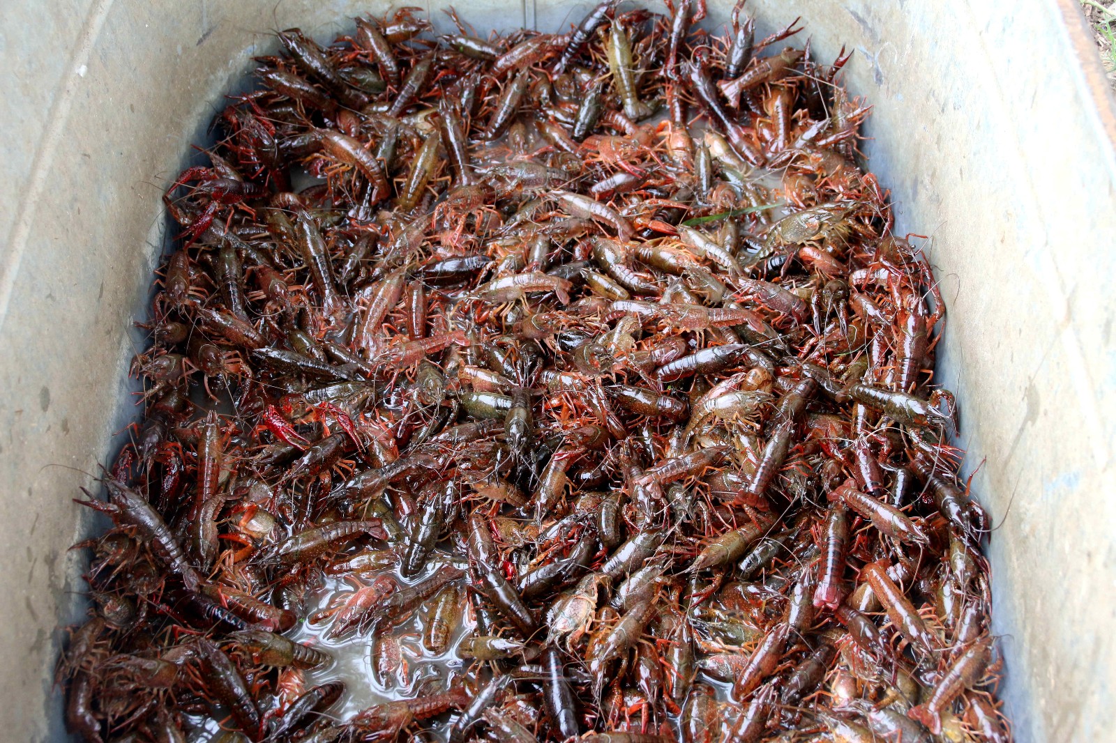 农村大爷湖里捉小龙虾,拉到集市上去卖,一斤只要12元