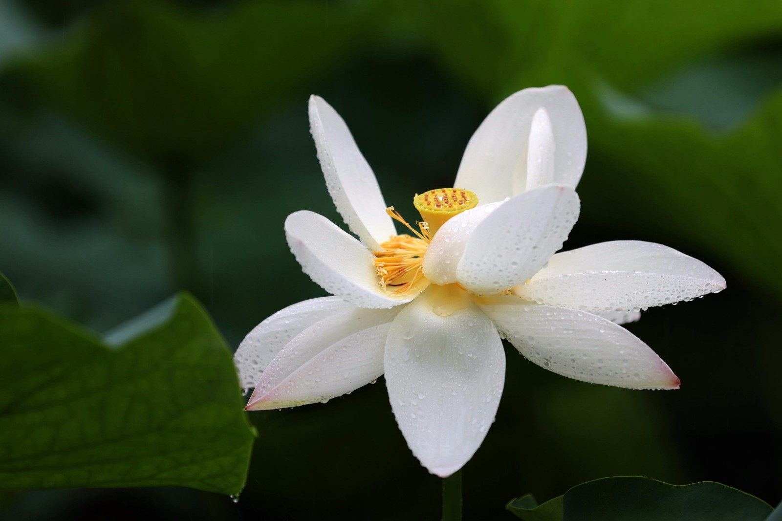 雨打夏荷娇楚怜人一种别样的美