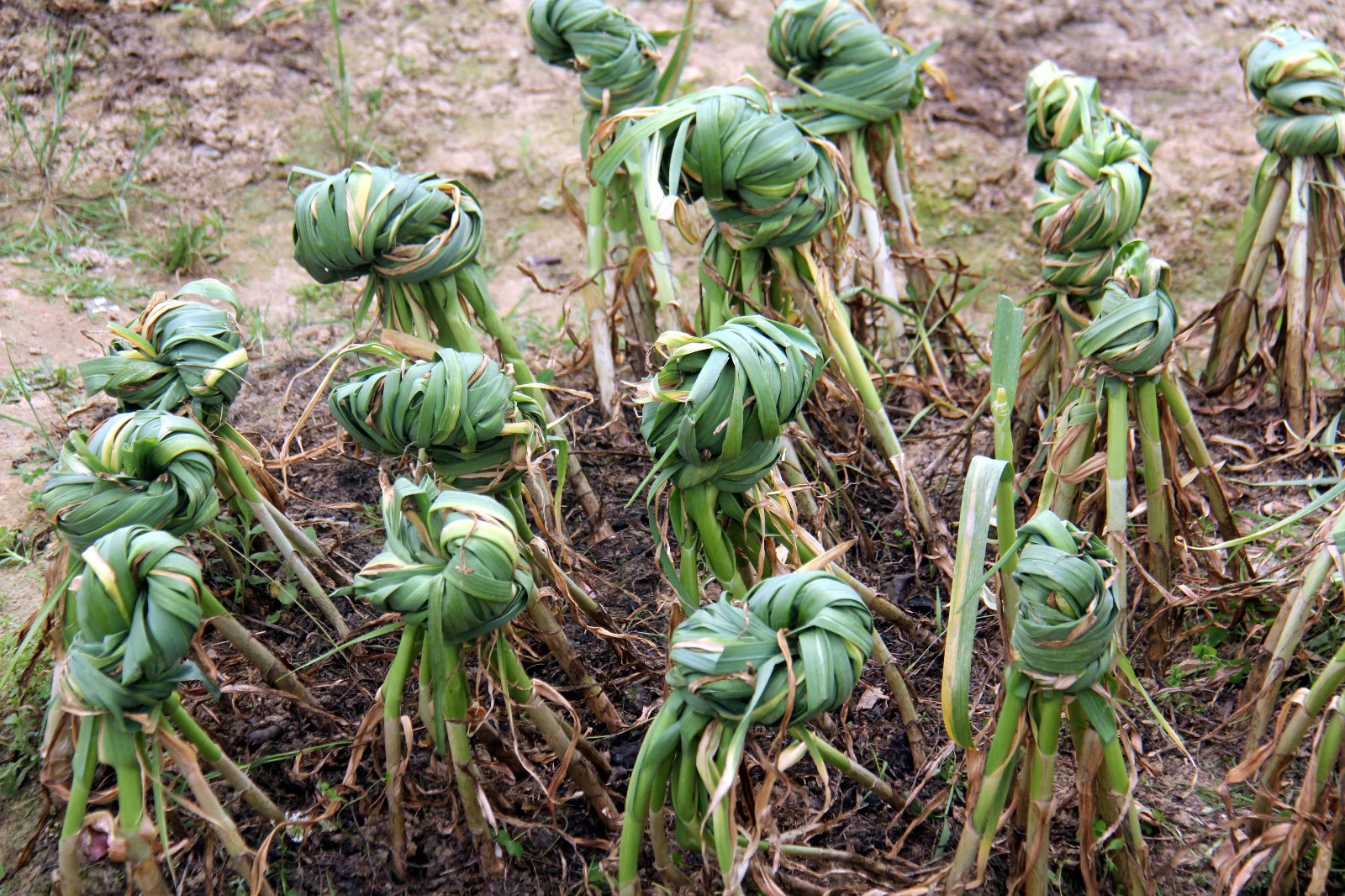 表姐家的菜真不少,这些是大蒜,冬天吃的大蒜杆子,春天吃蒜薹,现在就把