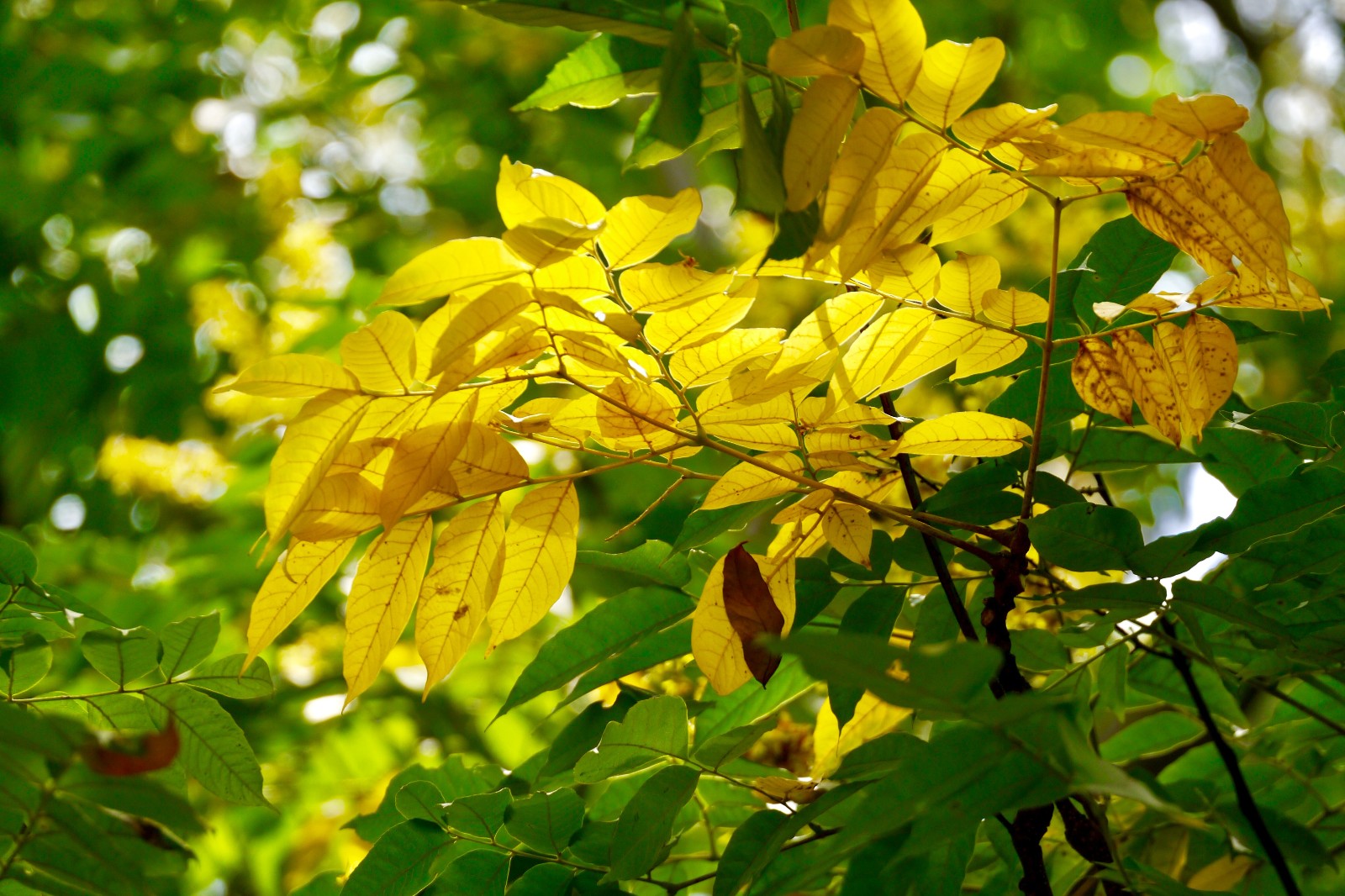 黄山栾树叶子图片图片