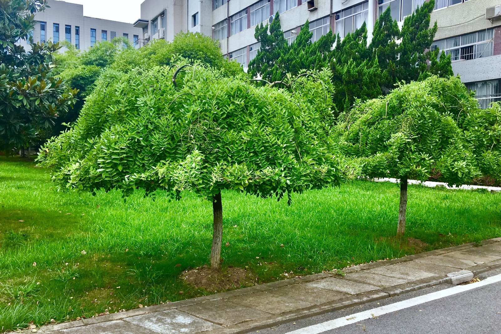 漂亮的植物【龙爪槐】|龙爪槐|龙爪|槐花_新浪新闻