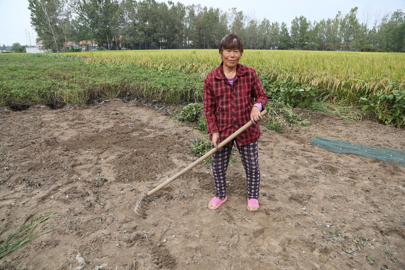 赣榆农妇花生大丰收笑的合不拢嘴 提及二儿子瞬间愁上眉头