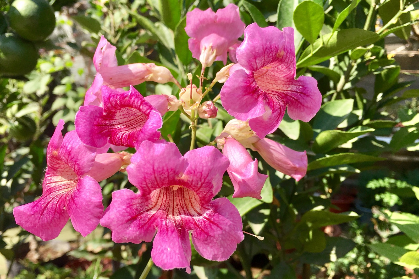 非洲凌霄,个人以为其与凌霄,美国凌霄相较之似乎更为秀美