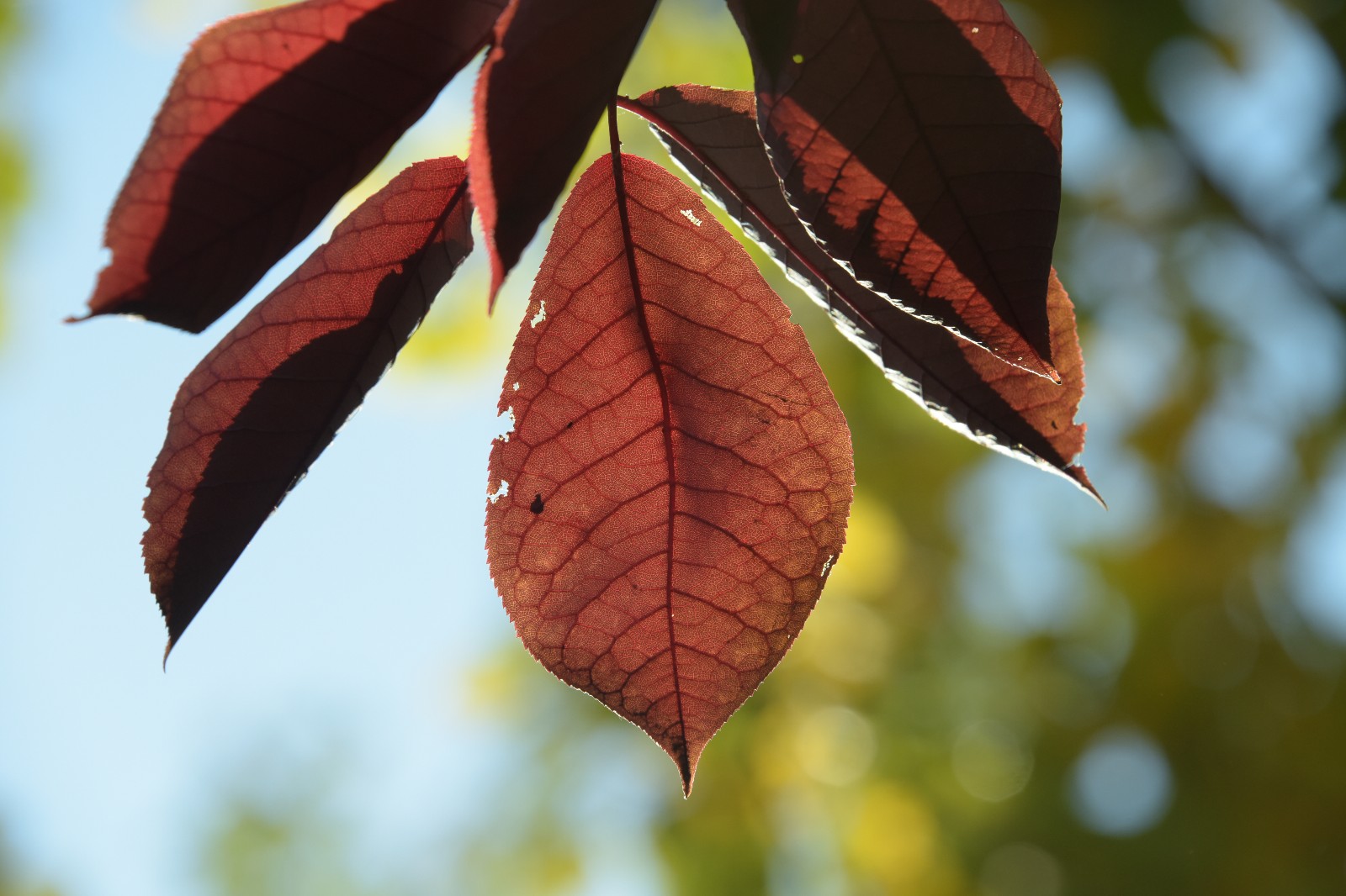 秋天的紫叶李是如此迷人,无滤镜原图也这么美,原创摄影