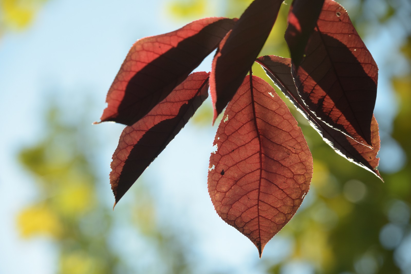 秋天的紫叶李是如此迷人,无滤镜原图也这么美,原创摄影