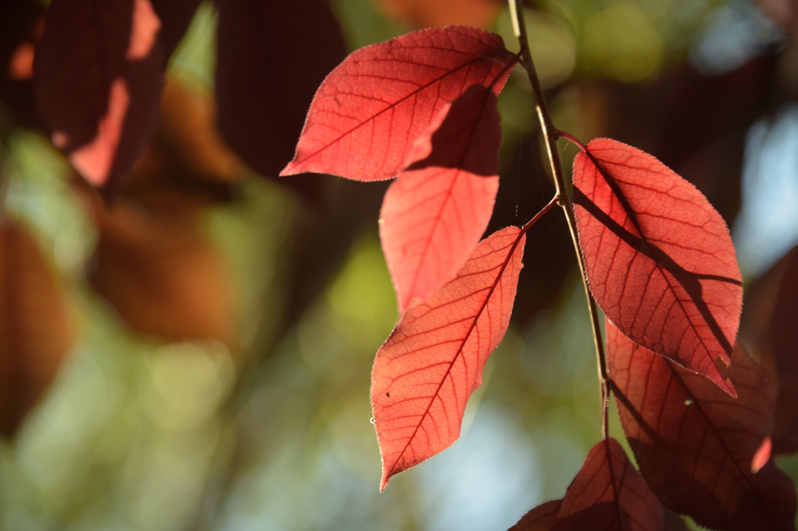 秋天的紫叶李是如此迷人,无滤镜原图也这么美,原创摄影