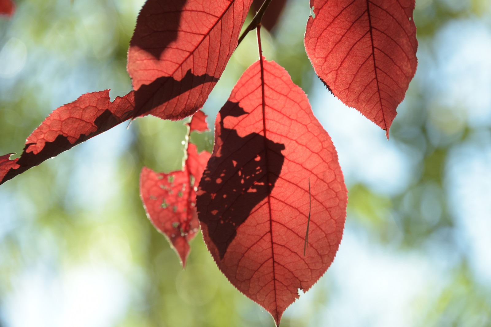秋天的紫叶李是如此迷人,无滤镜原图也这么美,原创摄影