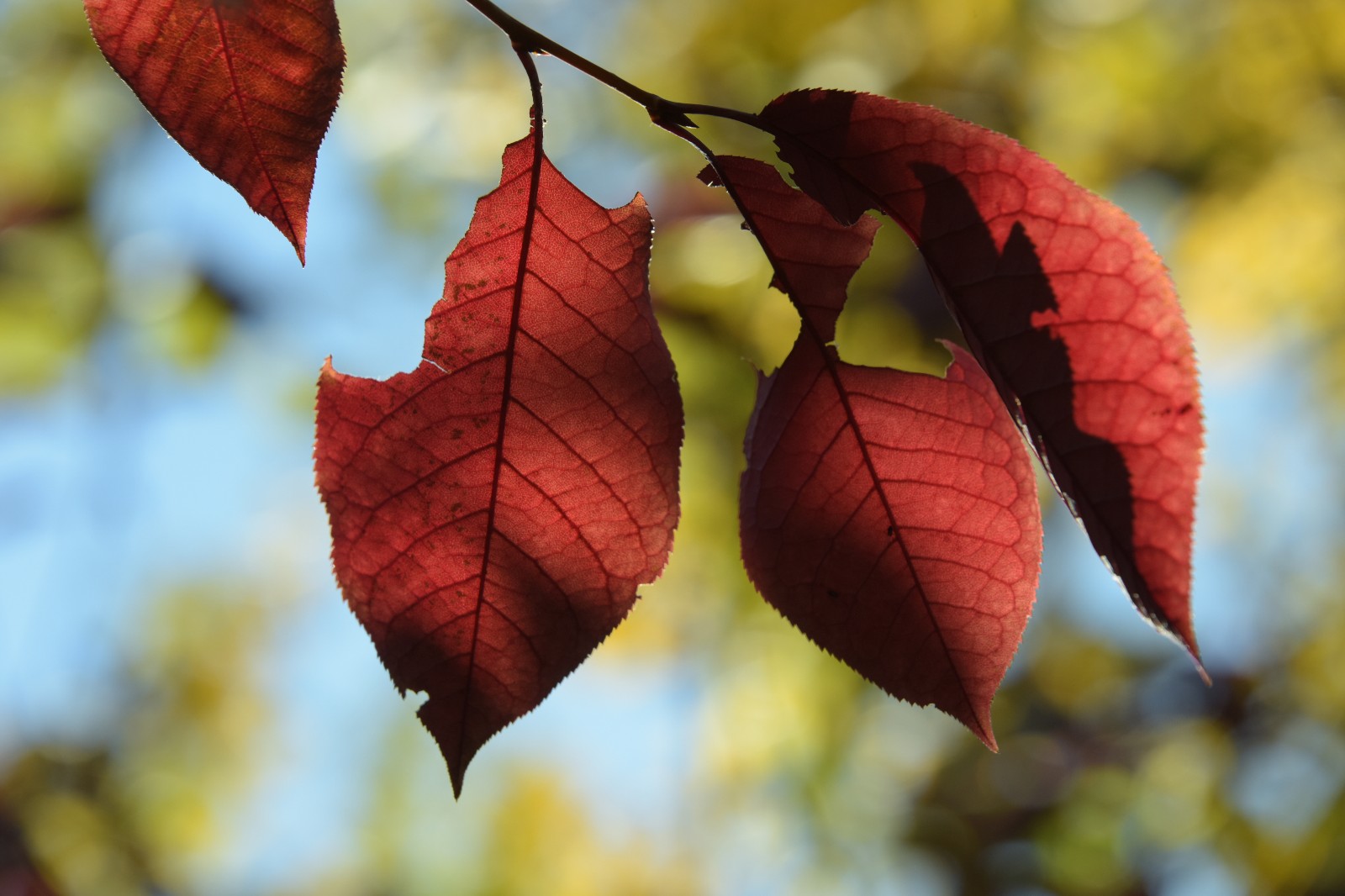 秋天的紫叶李是如此迷人,无滤镜原图也这么美,原创摄影