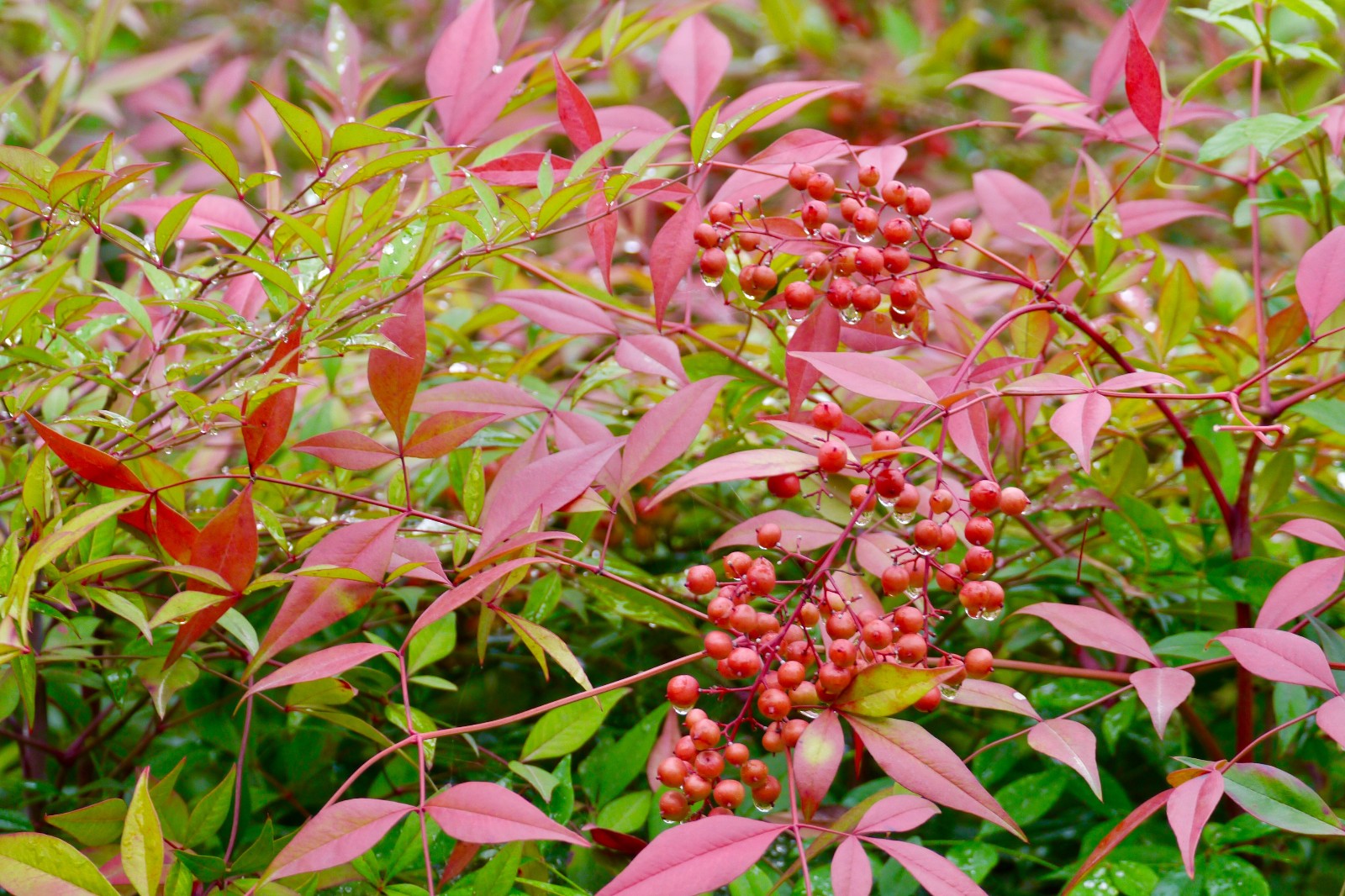 秋之色彩南天竺